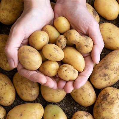 معجزه آب سیب زمینی برای بدن؛ مهمترین خواص و فواید آن را بشناسید